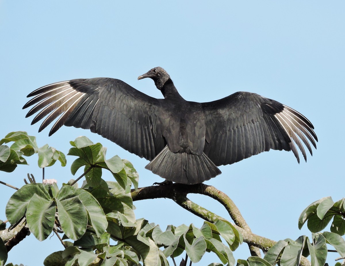 Black Vulture - Francisco Dubón