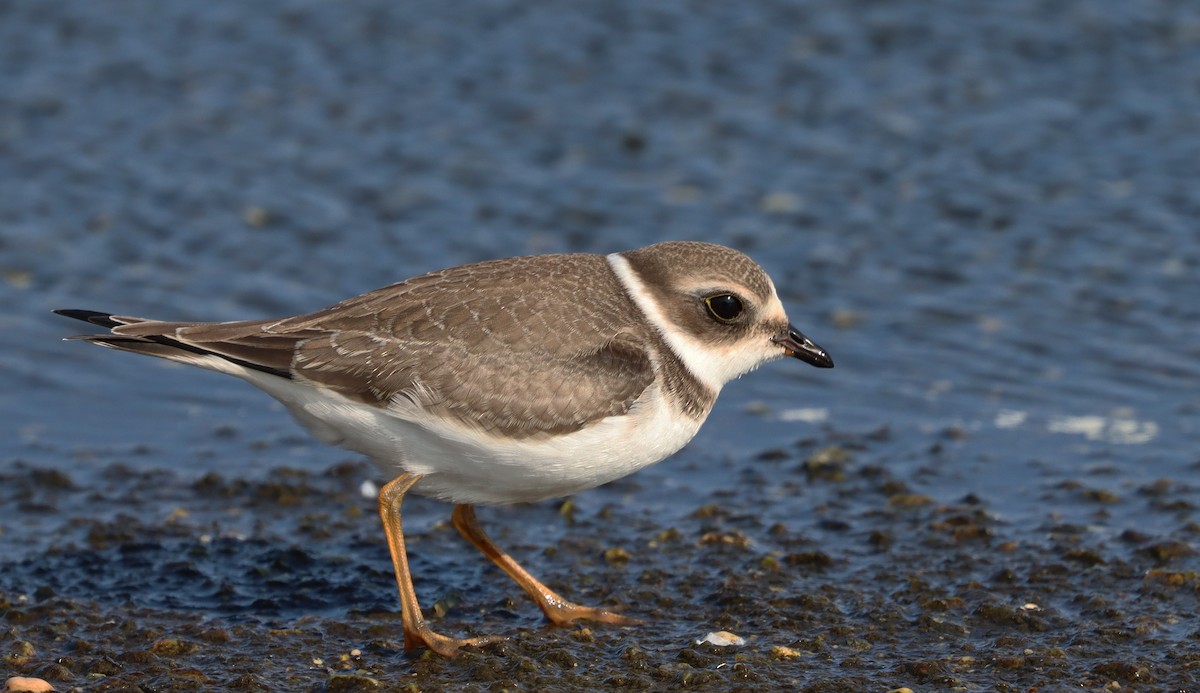 Semipalmated Plover - ML367869031