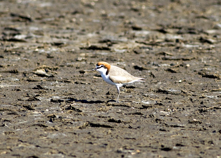 Red-capped Plover - ML36787251