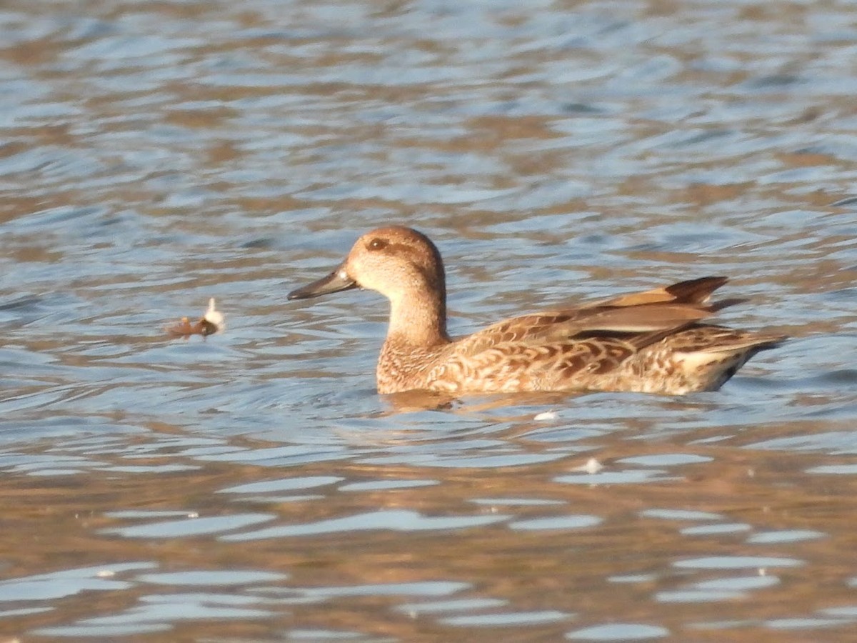 Green-winged Teal - ML367875751