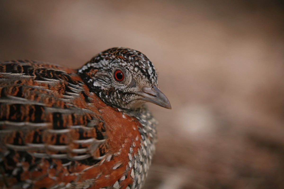 Painted Buttonquail - ML367877991