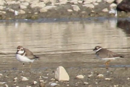 Semipalmated Plover - ML367881501