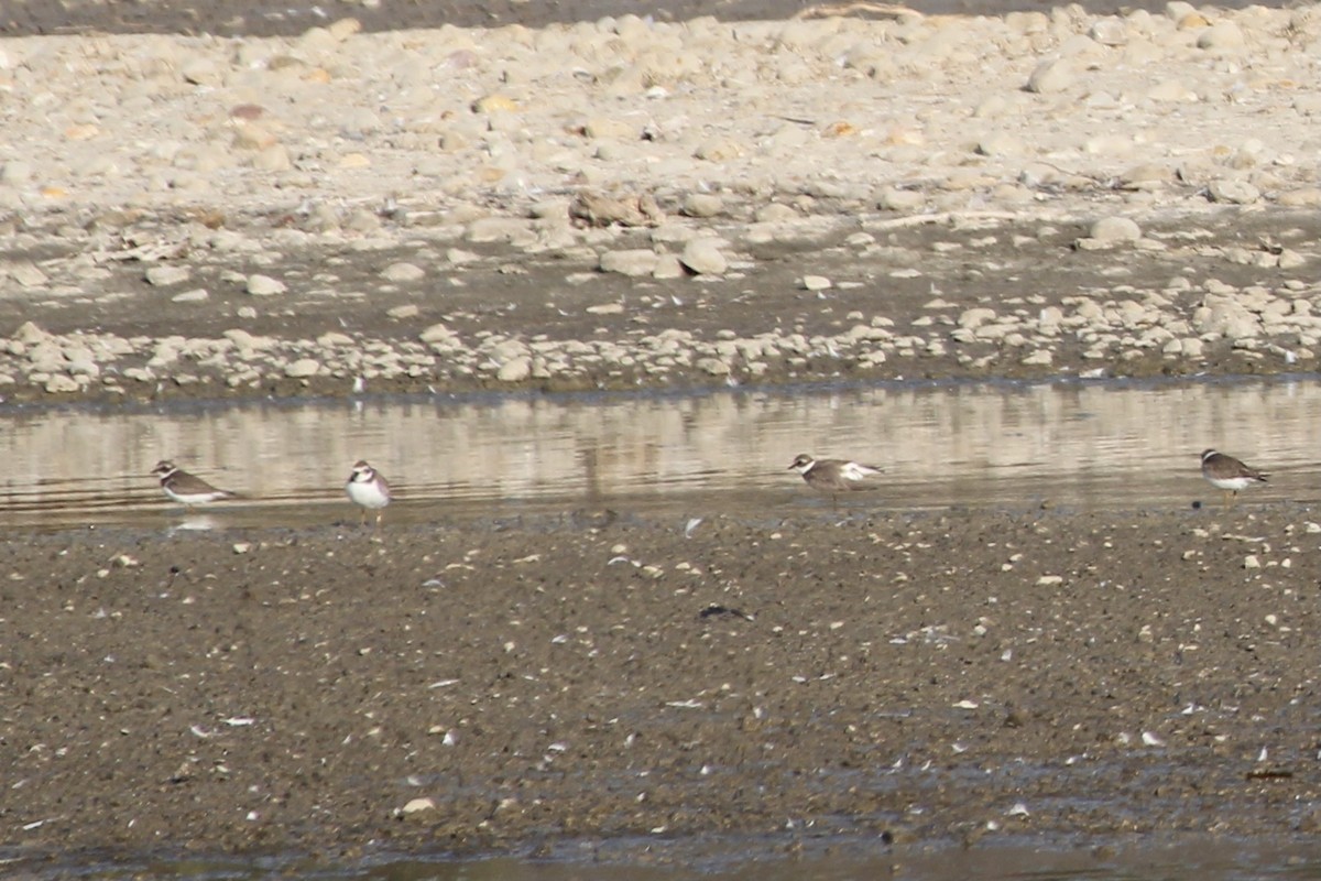 Semipalmated Plover - ML367881671