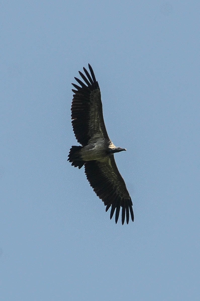 Slender-billed Vulture - Nikolaj Mølgaard Thomsen