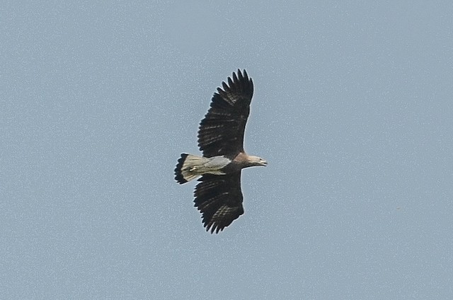 File:Grey-headed fish eagle flying at Chitwan (1).jpg - Wikimedia