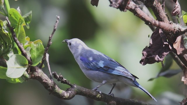 Blue-gray Tanager - ML367888401