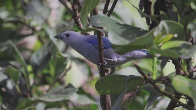 Blue-gray Tanager - ML367888411