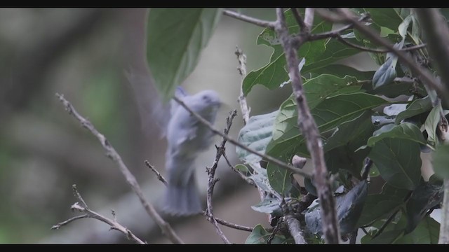 Blue-gray Tanager - ML367888421