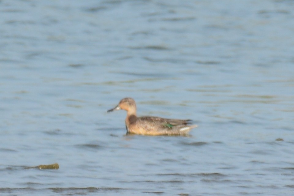Green-winged Teal - ML36788971