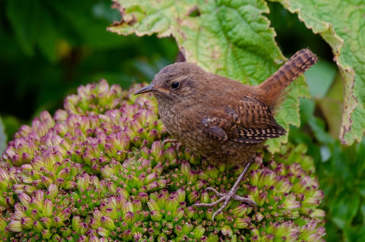 Pacific Wren (alascensis Group) - Zeke Smith