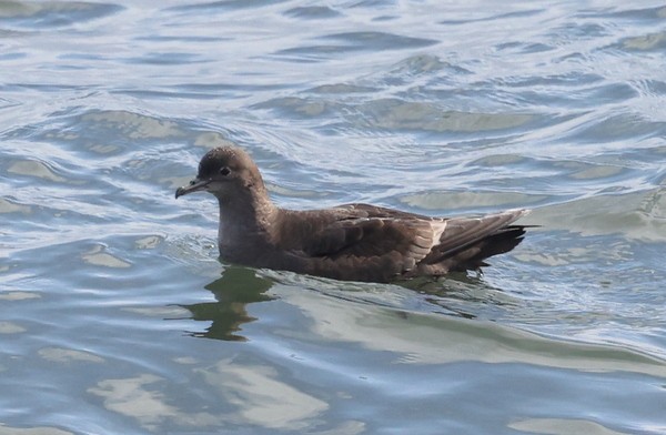Short-tailed Shearwater - Franklin Haas