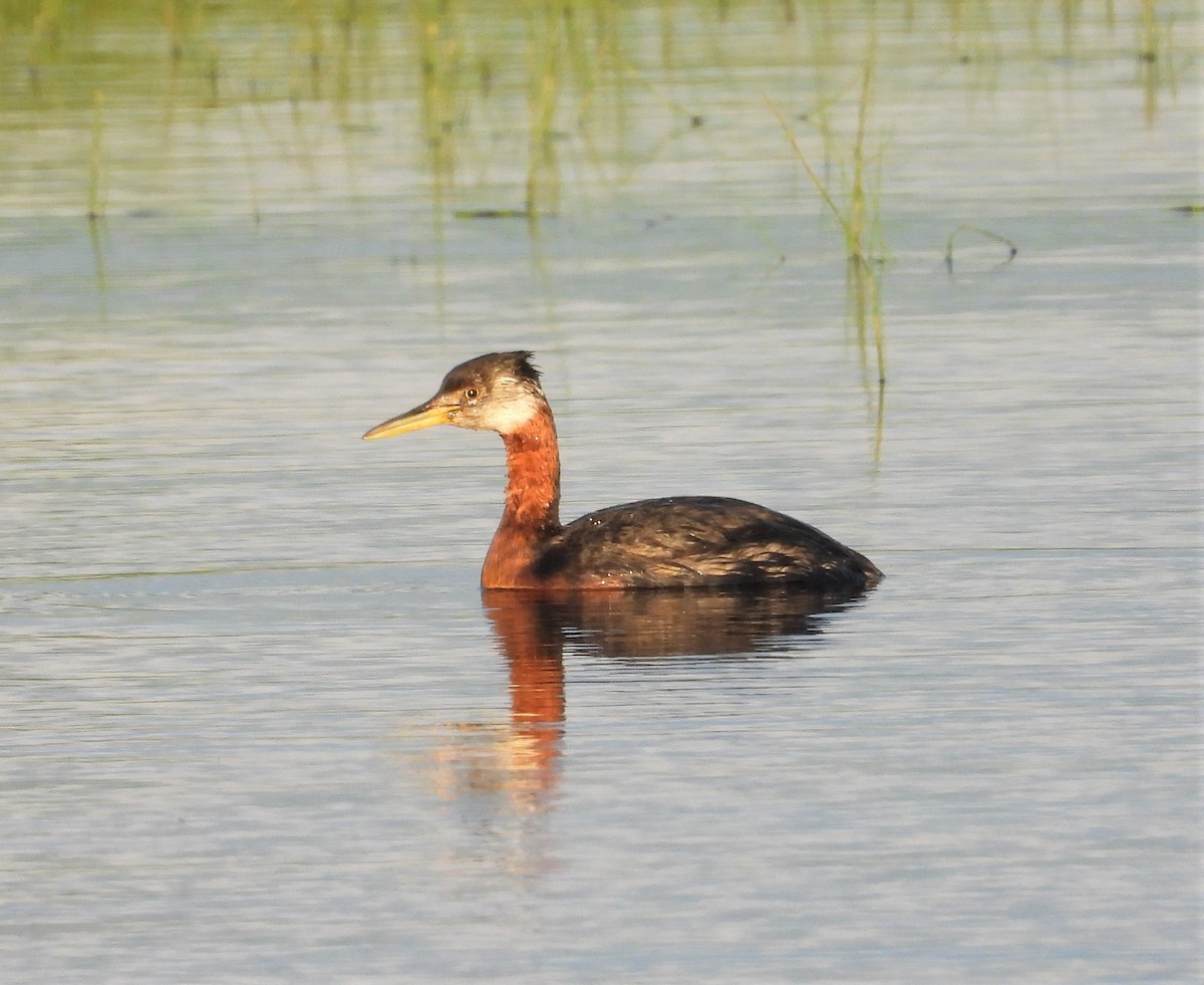 Red-necked Grebe - ML367890801