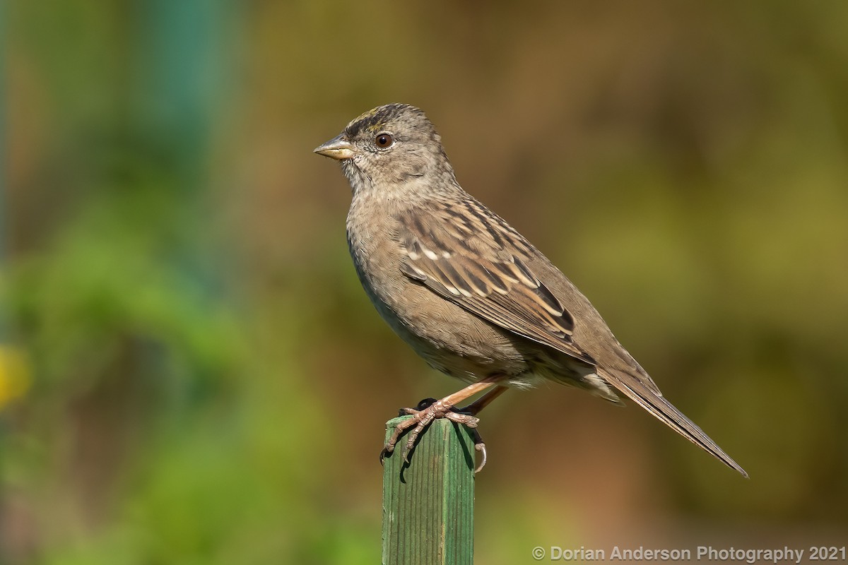 Golden-crowned Sparrow - Dorian Anderson Bike