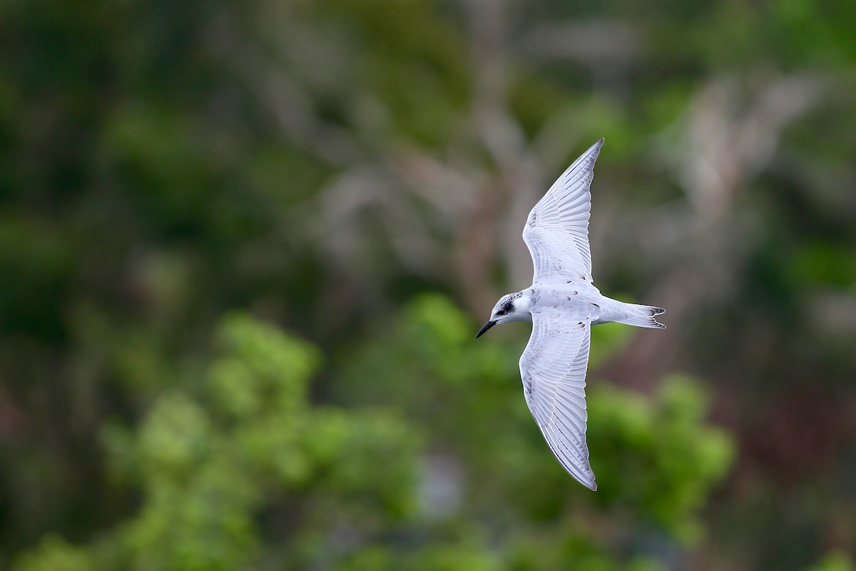 Whiskered Tern - Ting-Wei (廷維) HUNG (洪)
