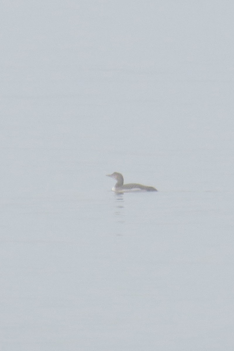Yellow-billed Loon - Anonymous