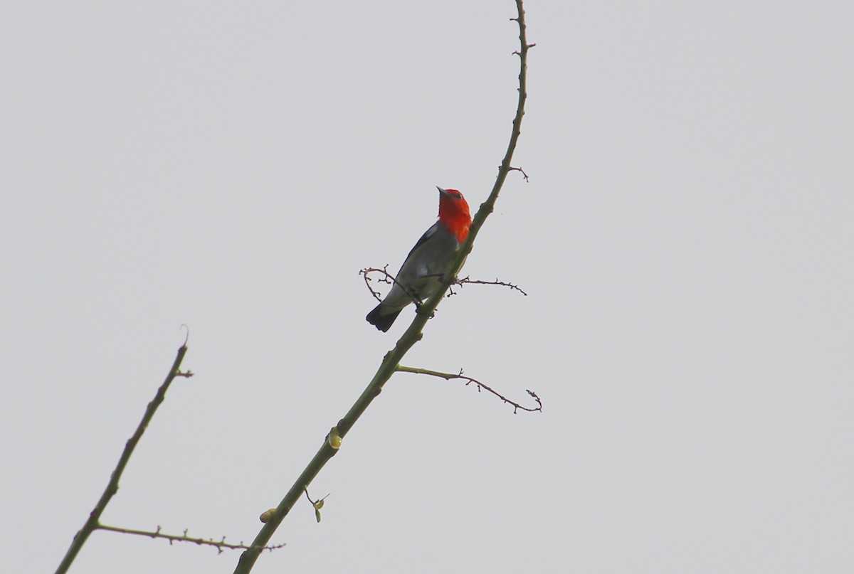 Scarlet-headed Flowerpecker - ML36789841