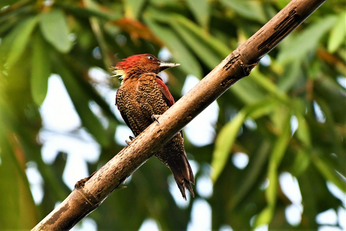 Banded Woodpecker - Evelyn Lee
