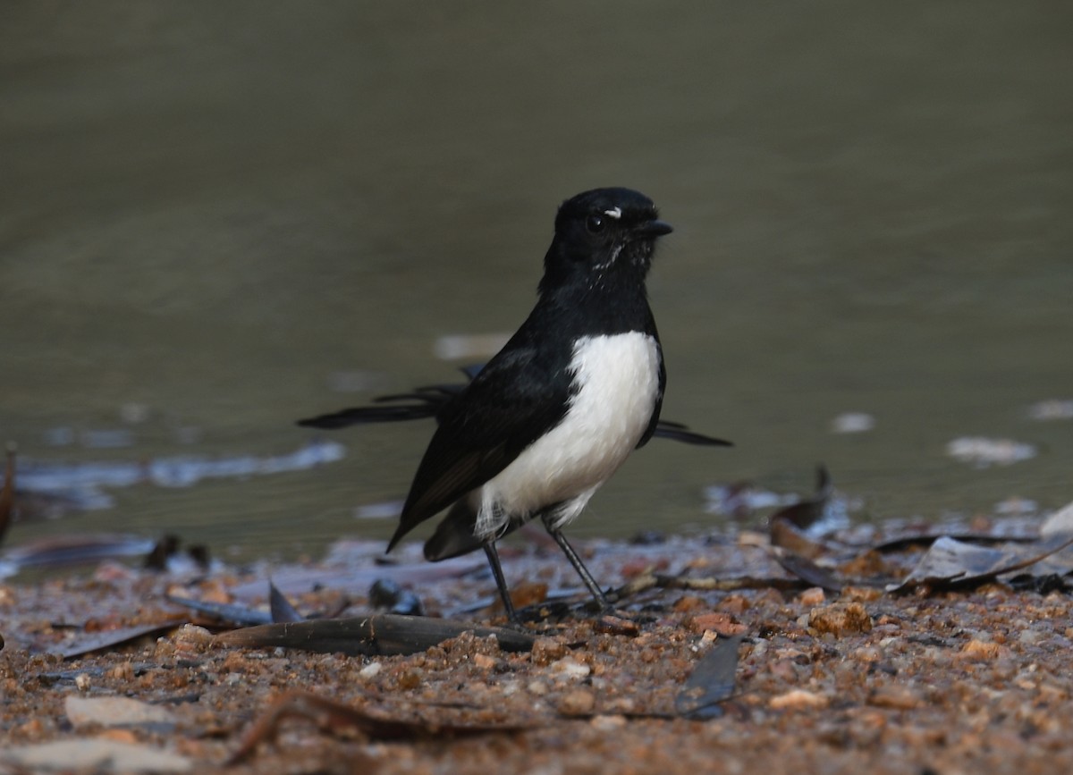 Willie-wagtail - William Cormack
