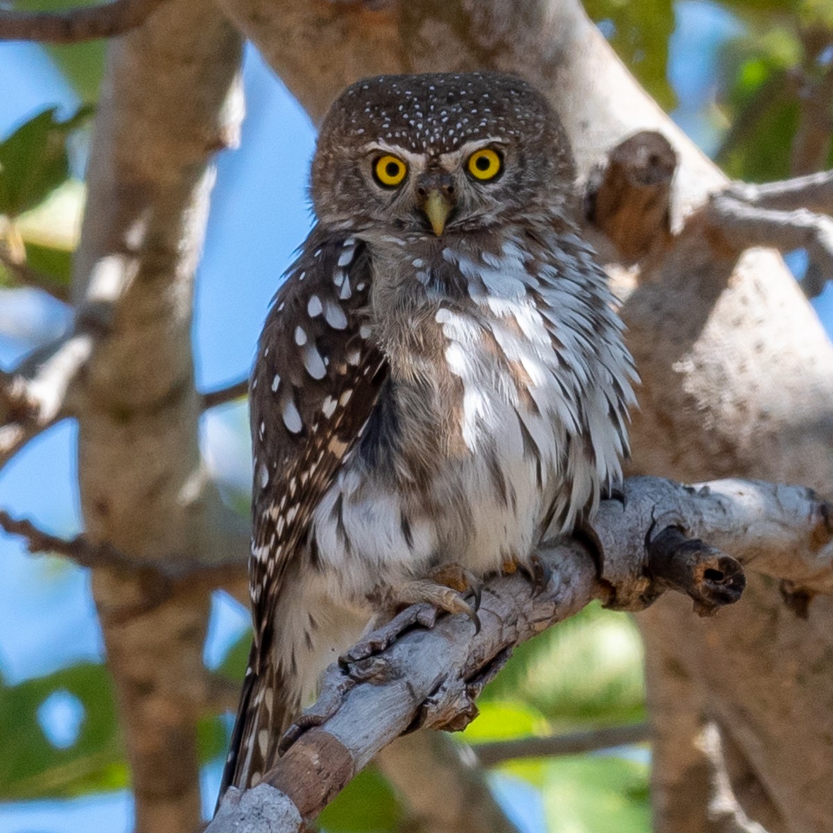 Pearl-spotted Owlet - ML367903011
