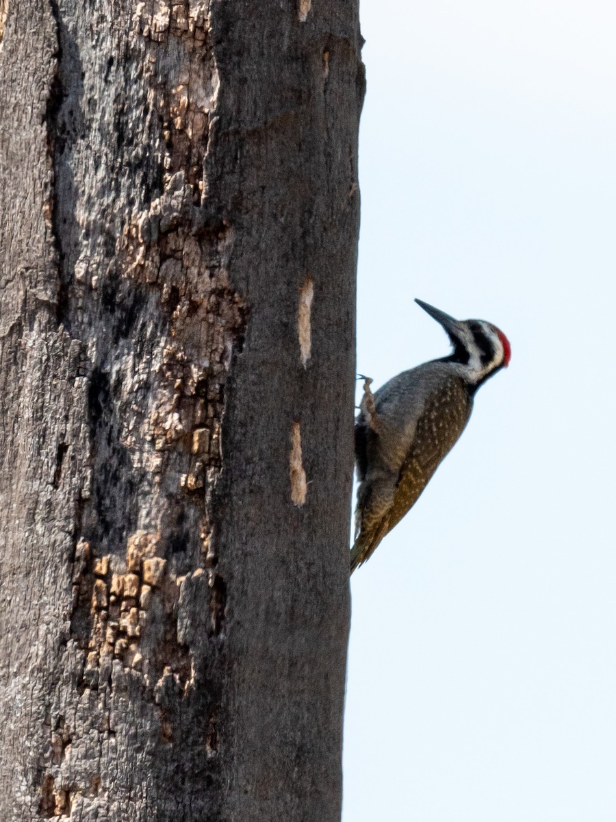 Bearded Woodpecker - ML367903291