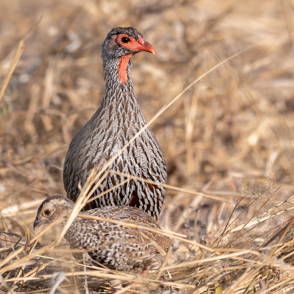Red-necked Spurfowl - ML367903311