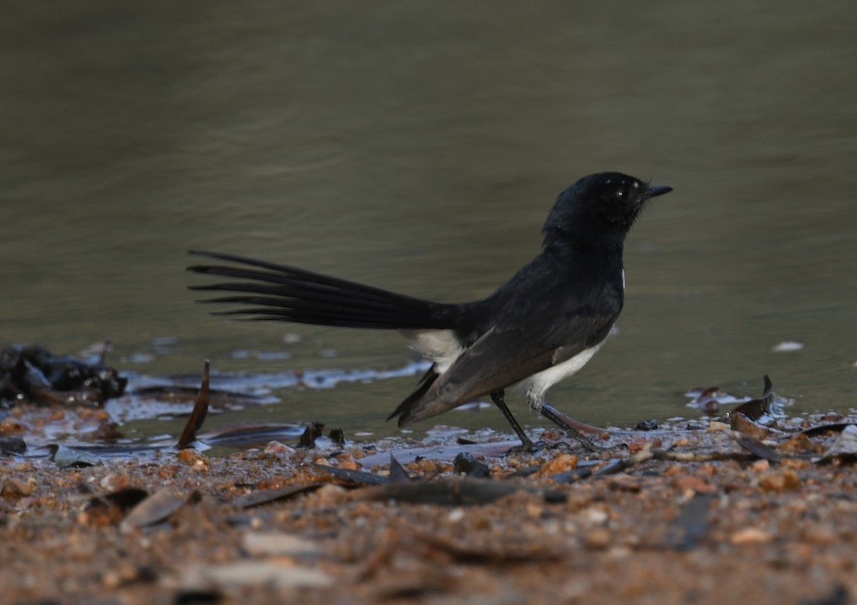 Willie-wagtail - ML367903791
