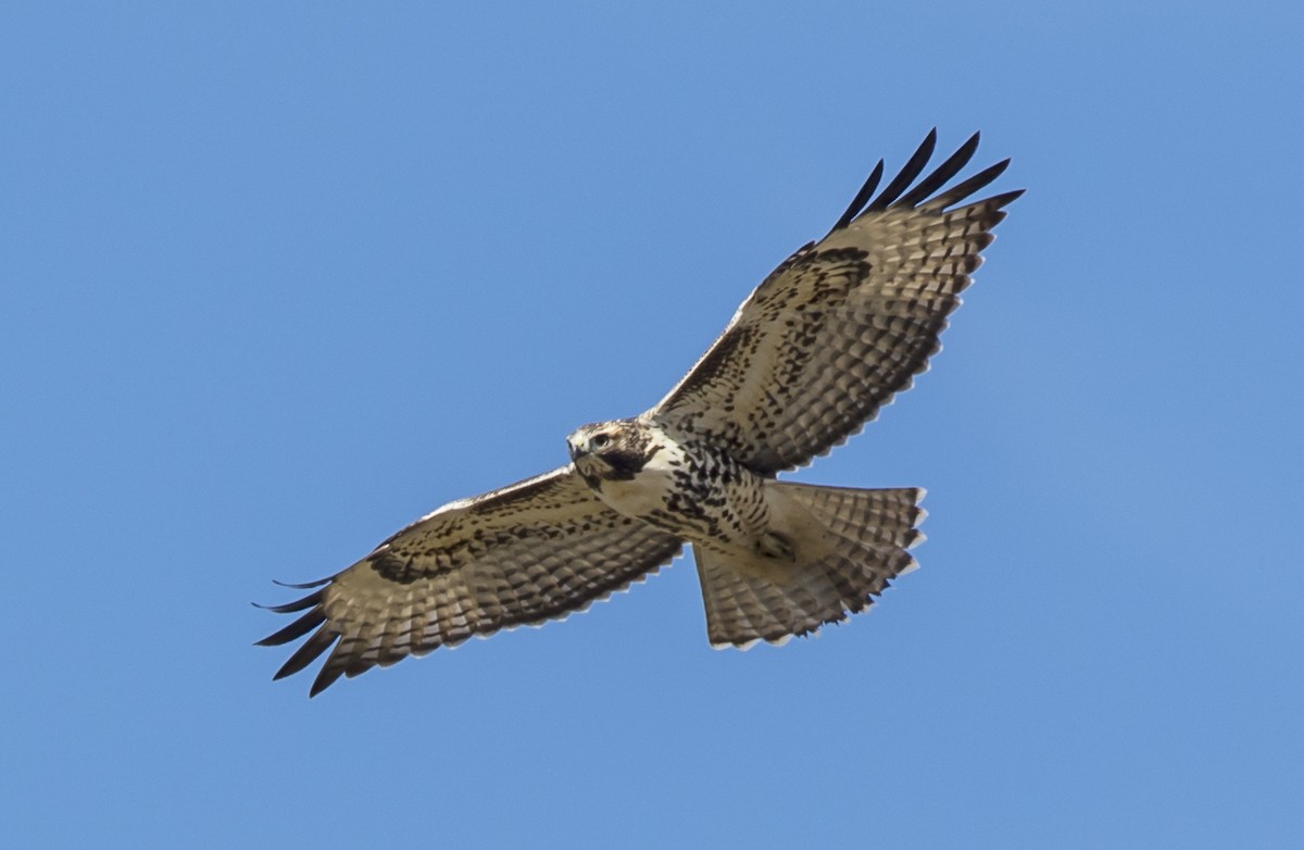 Red-tailed Hawk - ML36790501