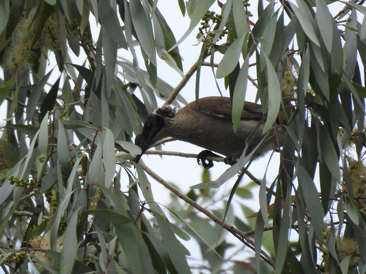 Silver-crowned Friarbird - ML367905371