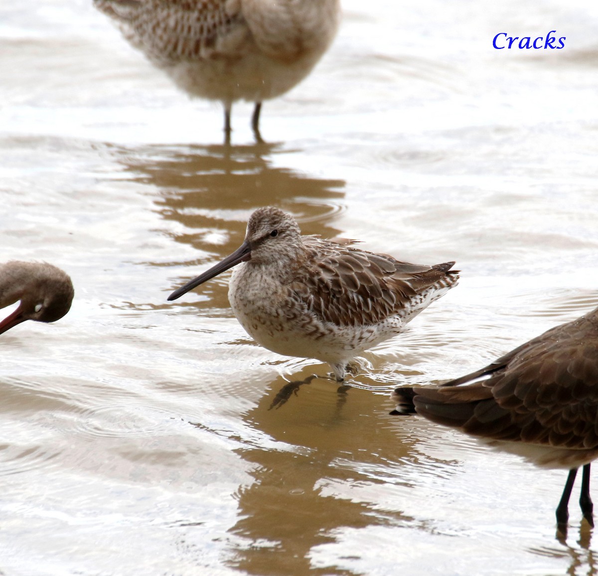 Asian Dowitcher - ML367906341