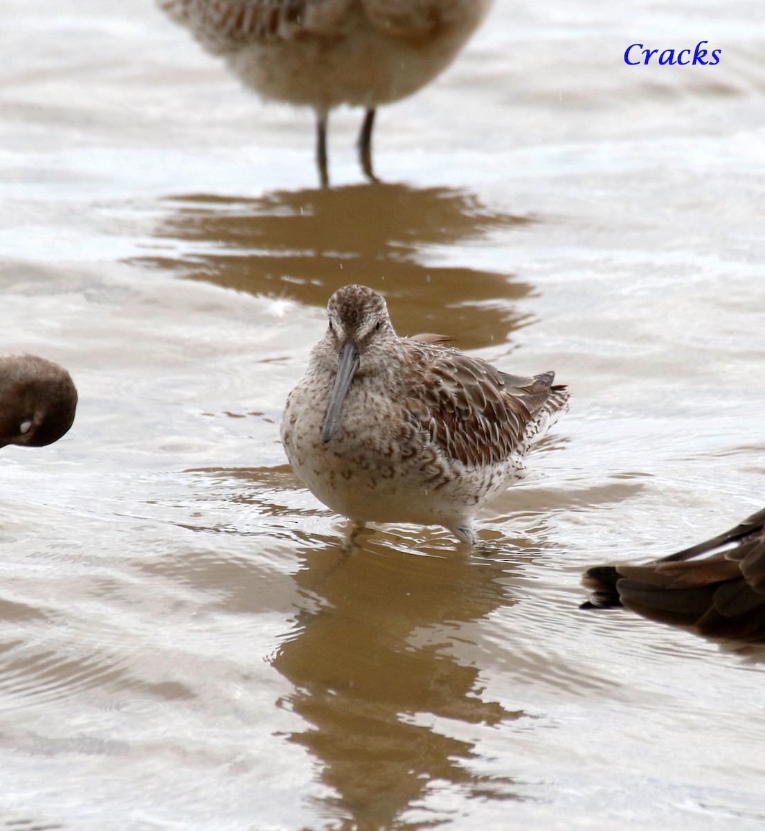 Asian Dowitcher - ML367906361