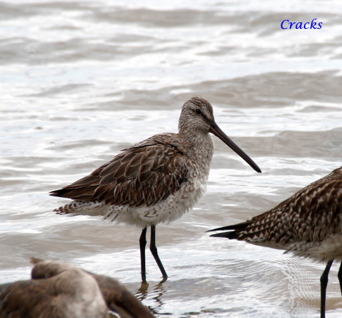 Asian Dowitcher - ML367906391