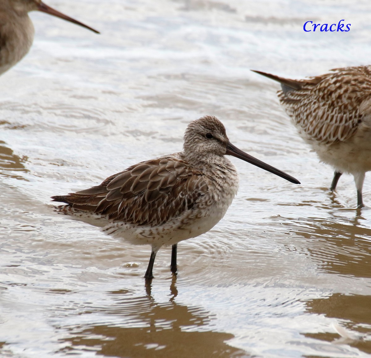 Asian Dowitcher - ML367906401