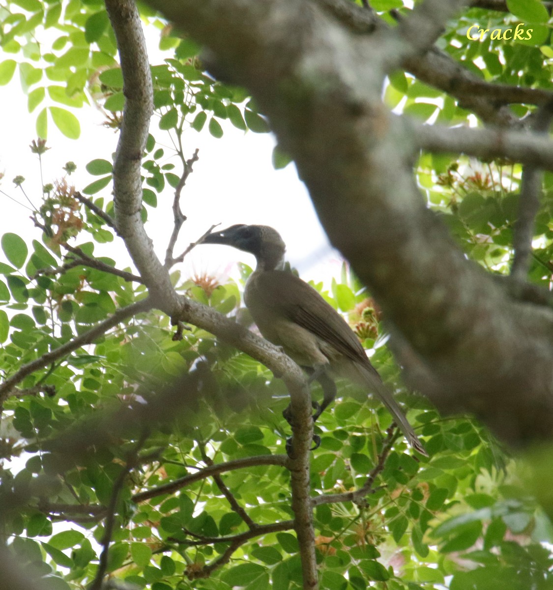 Helmeted Friarbird (Hornbill) - ML367907171