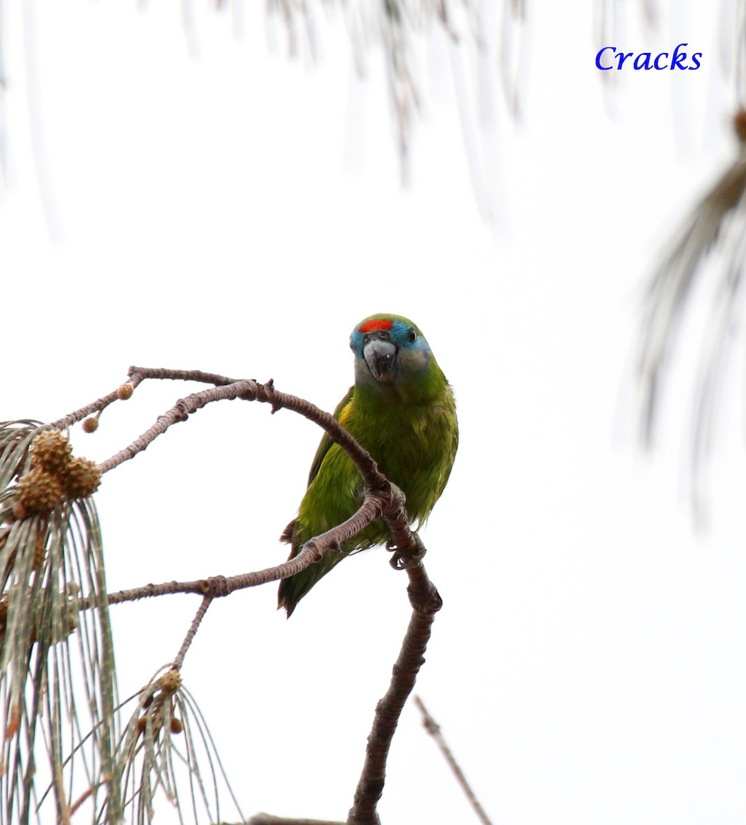 Double-eyed Fig-Parrot (Double-eyed) - ML367907451