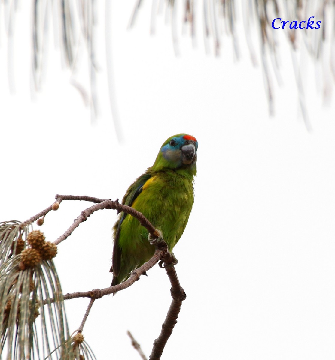 Double-eyed Fig-Parrot (Double-eyed) - ML367907461
