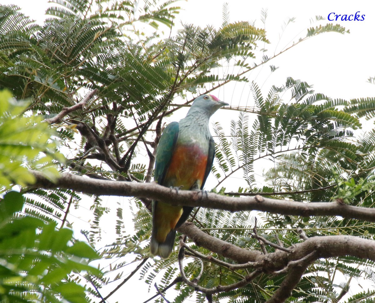 Rose-crowned Fruit-Dove - ML367907751