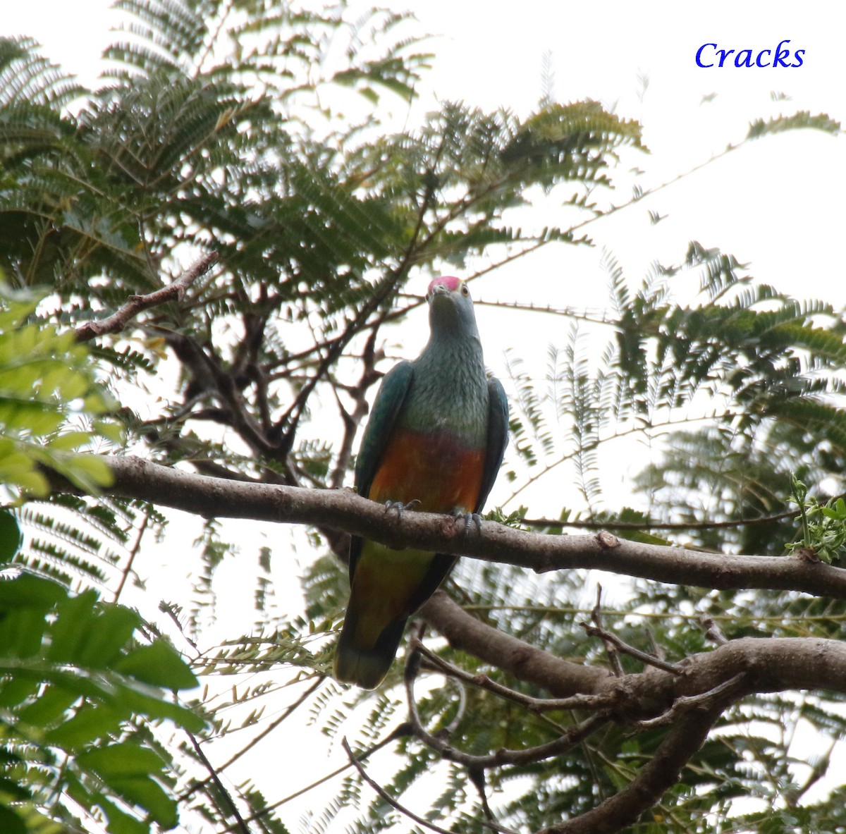 Rose-crowned Fruit-Dove - ML367907771
