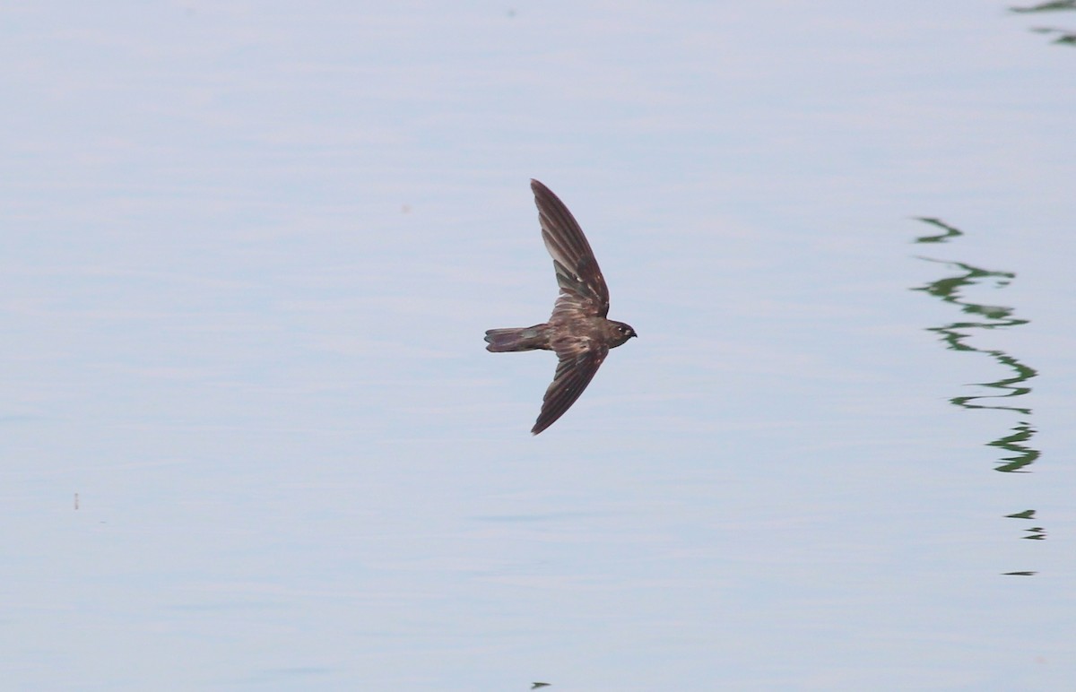 Cave Swiftlet - ML36791051
