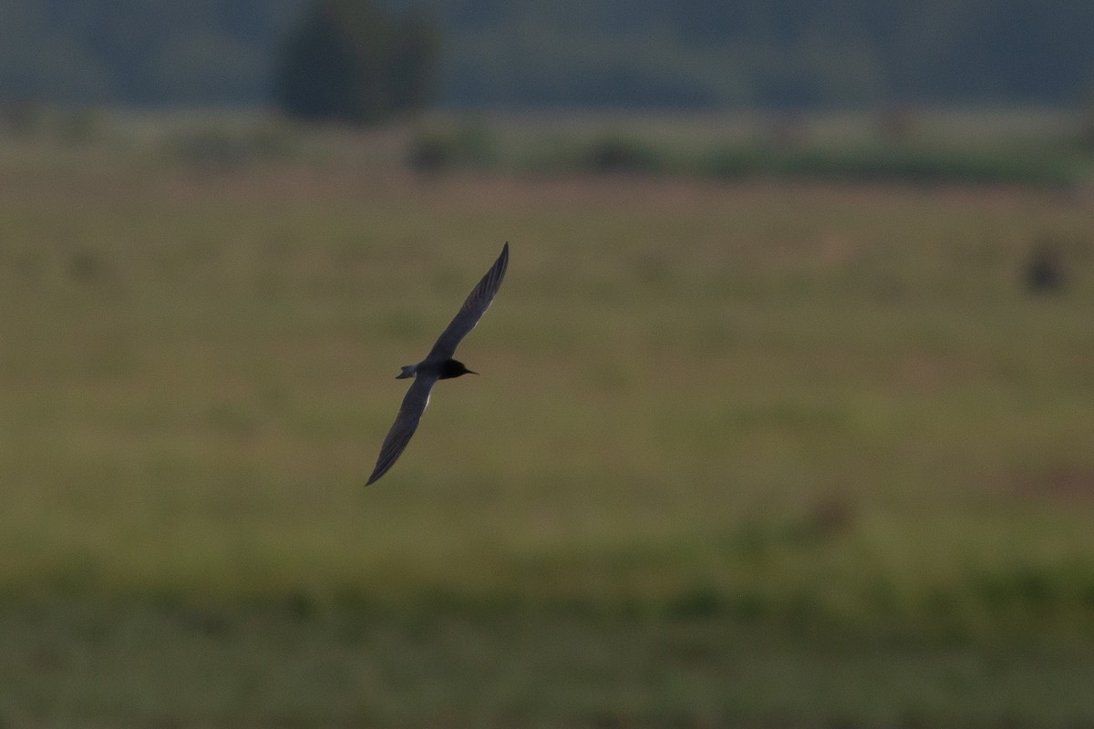 Black Tern (Eurasian) - Morten Lisse