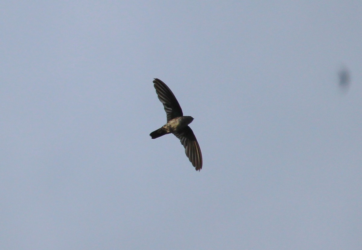 Cave Swiftlet - ML36791101