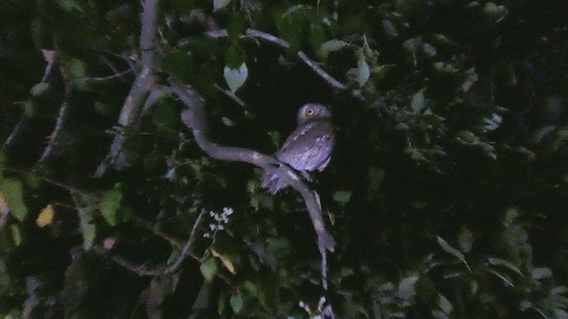Eurasian Scops-Owl - ML367912511