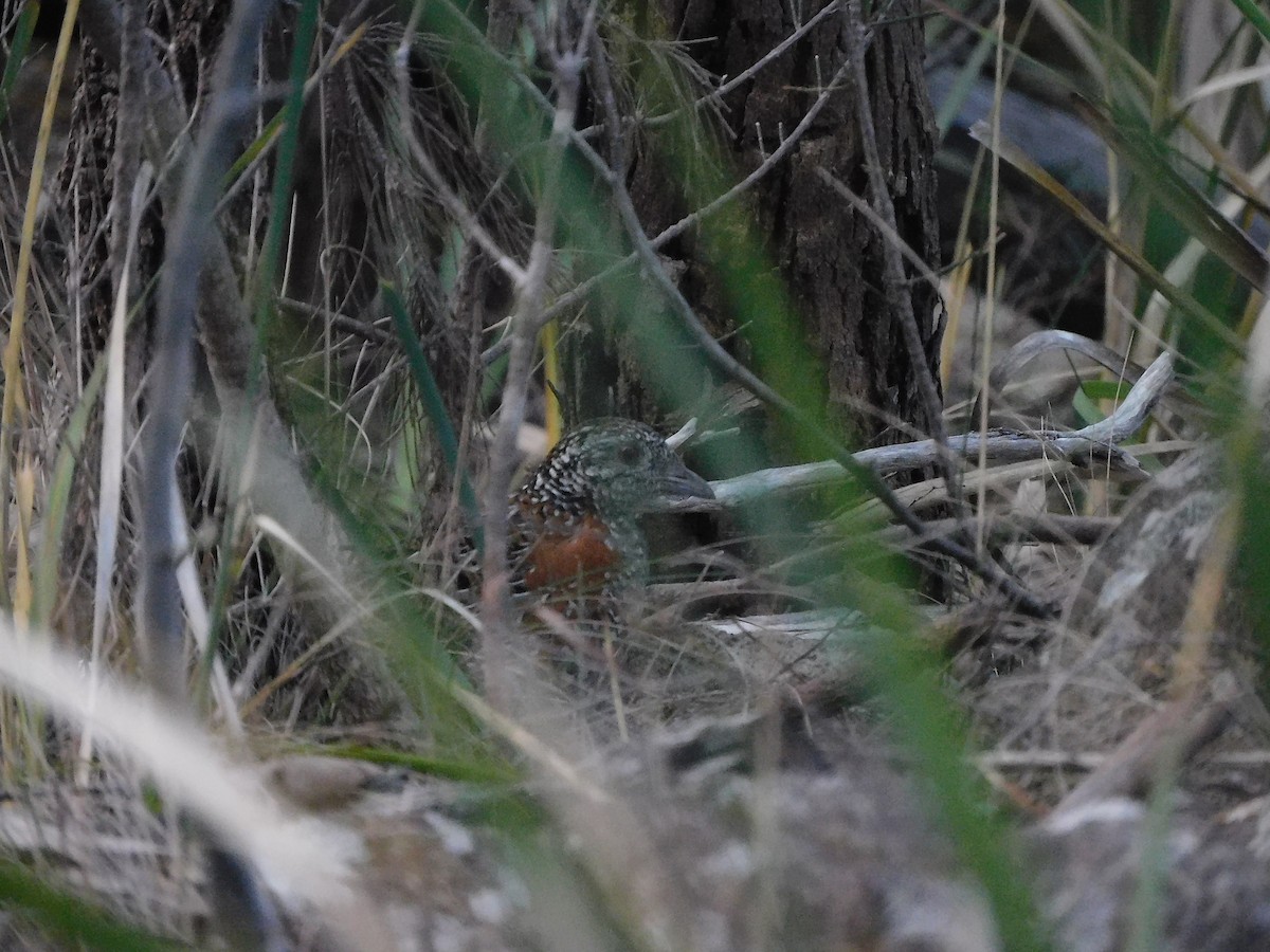 Painted Buttonquail - ML367914961
