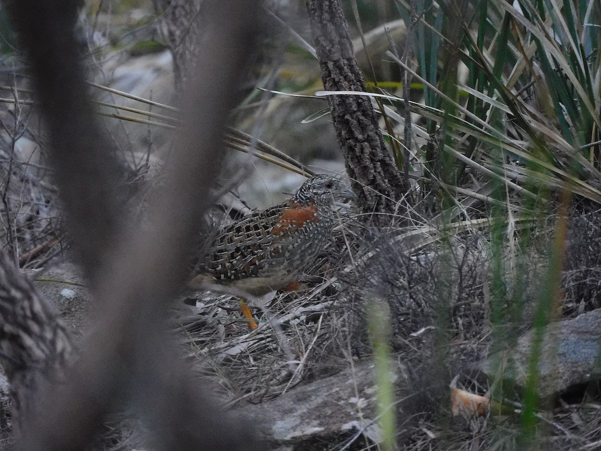 Painted Buttonquail - ML367915201