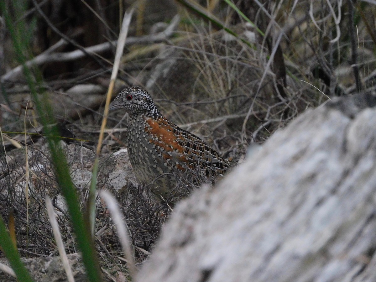 Painted Buttonquail - ML367915251