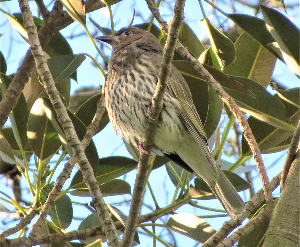 Australasian Figbird - B C