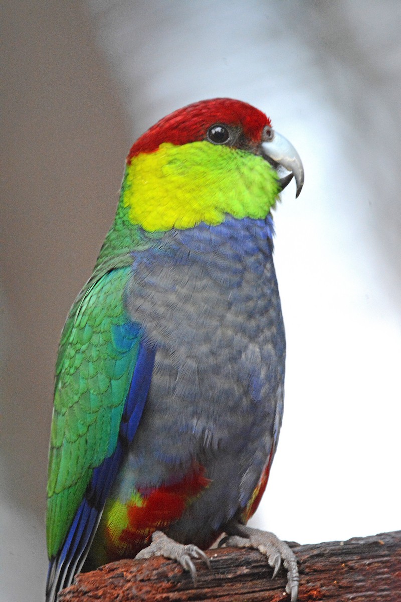 Red-capped Parrot - ML367922171