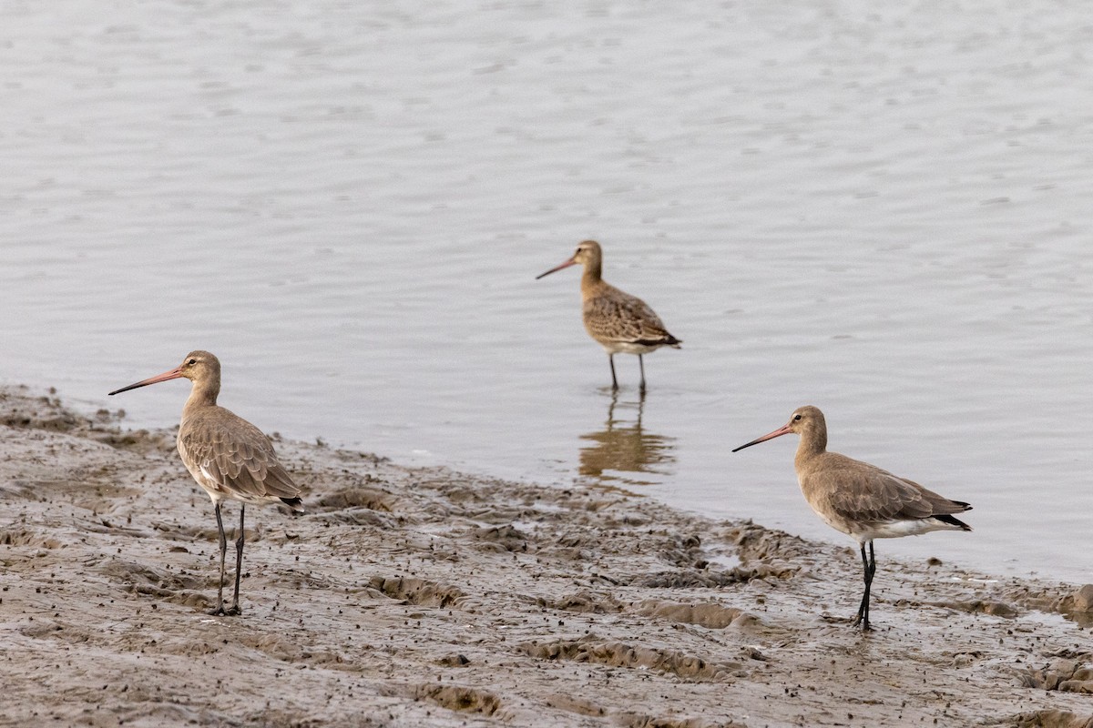 Black-tailed Godwit - Zoey Squirrelmunk