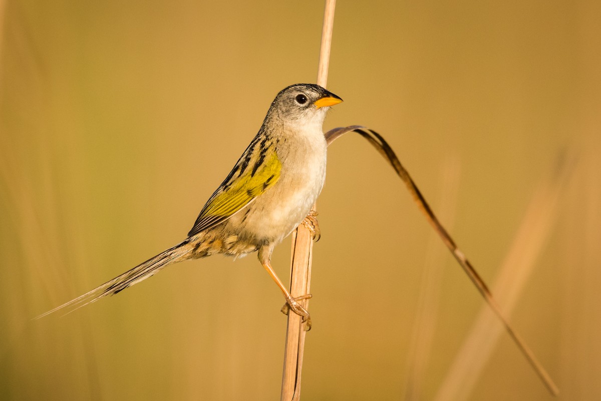 Lesser Grass-Finch - Claudia Brasileiro