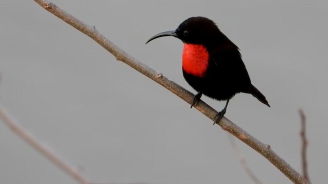 Scarlet-chested Sunbird - ML367938181