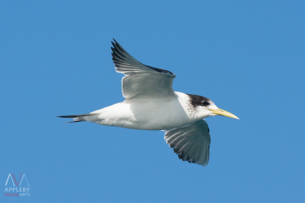 Great Crested Tern - Rodney Appleby